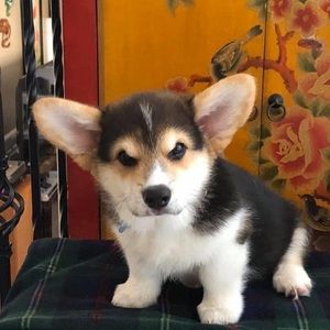 Meet your Posher, Alan